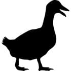 duck