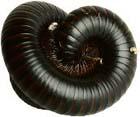 millipede